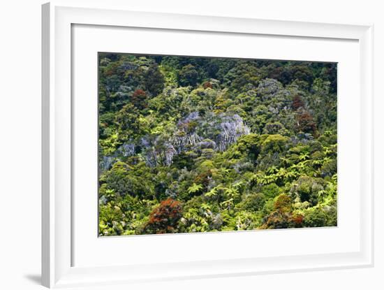 New Zealand, South Island, Paparoa National Park, Fern Trees-Catharina Lux-Framed Photographic Print