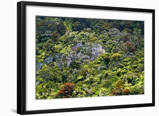 New Zealand, South Island, Paparoa National Park, Fern Trees-Catharina Lux-Framed Photographic Print