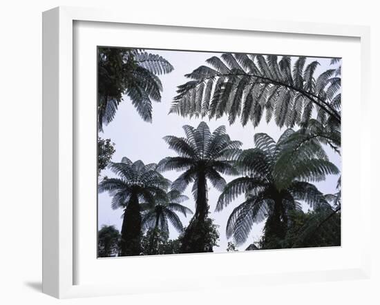 New Zealand, South Island, Tree Ferns, Cyathea Medullaris-Thonig-Framed Photographic Print