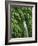 New Zealand, South Island, West Coast, Nature, Vegetation, Waterfall-Thonig-Framed Photographic Print