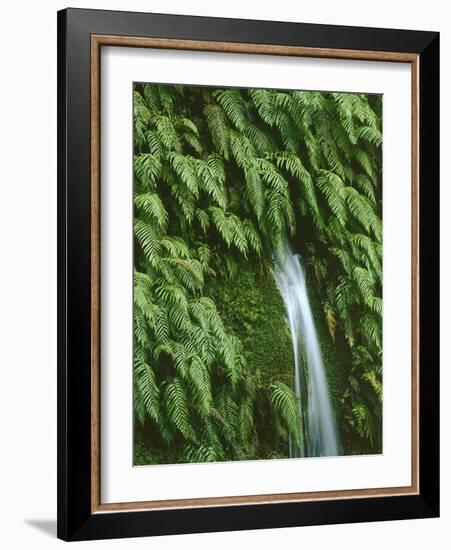 New Zealand, South Island, West Coast, Nature, Vegetation, Waterfall-Thonig-Framed Photographic Print