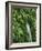 New Zealand, South Island, West Coast, Nature, Vegetation, Waterfall-Thonig-Framed Photographic Print