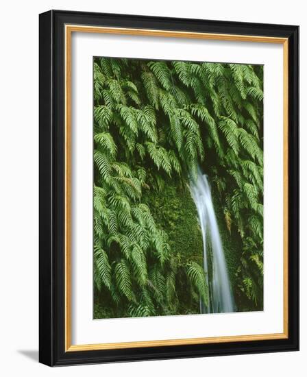 New Zealand, South Island, West Coast, Nature, Vegetation, Waterfall-Thonig-Framed Photographic Print