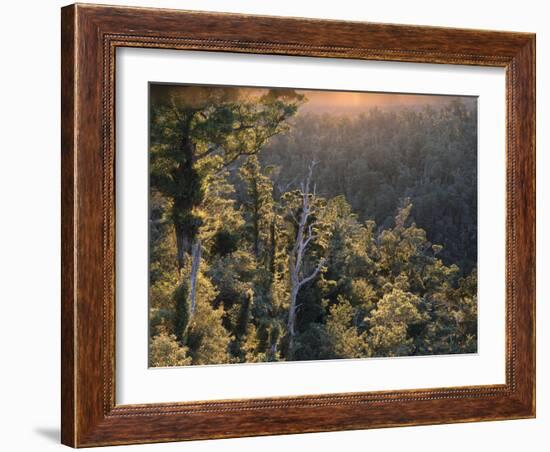 New Zealand, Southern Beech Wood, Nothofagus Truncata-Thonig-Framed Photographic Print