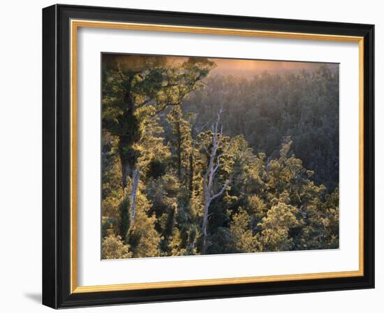 New Zealand, Southern Beech Wood, Nothofagus Truncata-Thonig-Framed Photographic Print