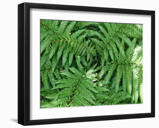 New Zealand Tree Fern, Dicksonia Squarrosa-Paul Owens-Framed Photographic Print