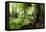 New Zealand Tropical Forest Jungle-STILLFX-Framed Premier Image Canvas