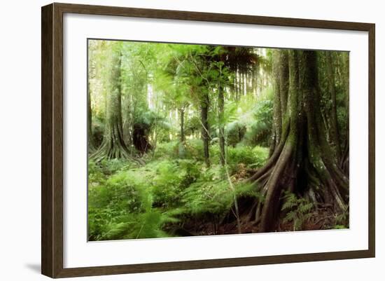 New Zealand Tropical Forest Jungle-STILLFX-Framed Photographic Print