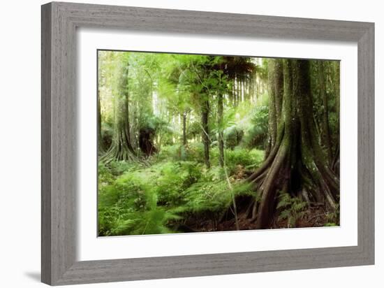 New Zealand Tropical Forest Jungle-STILLFX-Framed Photographic Print