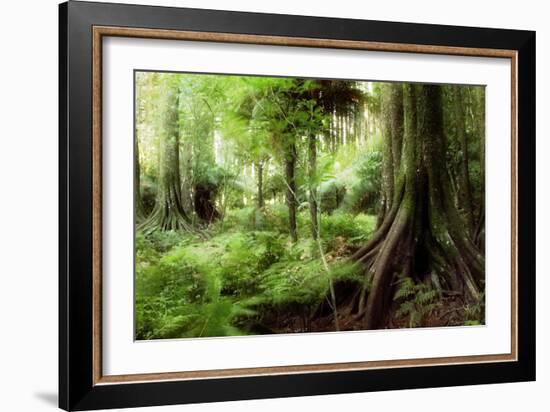 New Zealand Tropical Forest Jungle-STILLFX-Framed Photographic Print