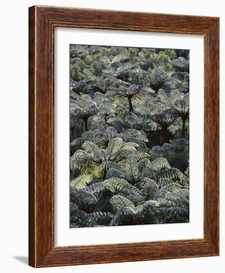 New Zealand, Waipu, Forest, Tree Ferns, Cyathea Medullaris-Thonig-Framed Photographic Print