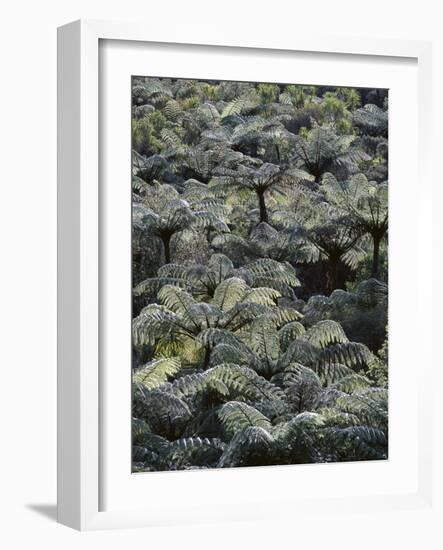 New Zealand, Waipu, Forest, Tree Ferns, Cyathea Medullaris-Thonig-Framed Photographic Print