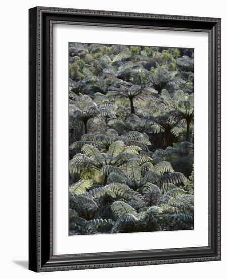 New Zealand, Waipu, Forest, Tree Ferns, Cyathea Medullaris-Thonig-Framed Photographic Print
