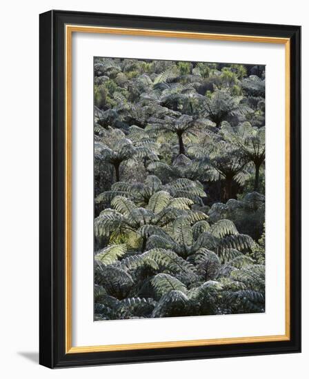 New Zealand, Waipu, Forest, Tree Ferns, Cyathea Medullaris-Thonig-Framed Photographic Print