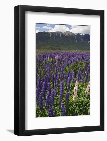 New Zealand. Wild lupine flowers and mountain.-Jaynes Gallery-Framed Photographic Print