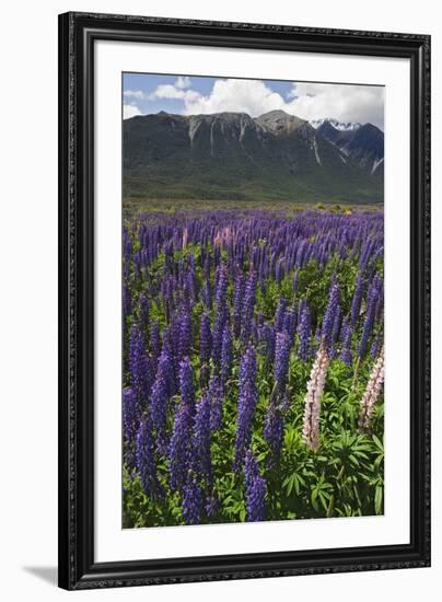 New Zealand. Wild lupine flowers and mountain.-Jaynes Gallery-Framed Premium Photographic Print