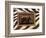 New Zebra Inspiration I-Patricia Pinto-Framed Art Print