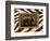 New Zebra Inspiration I-Patricia Pinto-Framed Art Print