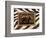 New Zebra Inspiration I-Patricia Pinto-Framed Art Print