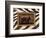 New Zebra Inspiration I-Patricia Pinto-Framed Art Print