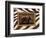 New Zebra Inspiration I-Patricia Pinto-Framed Art Print