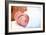 Newborn Baby's Hand-Mauro Fermariello-Framed Photographic Print