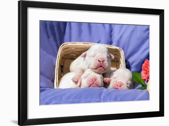 Newborn Bulldogs in Basket-Zandria Muench Beraldo-Framed Photographic Print