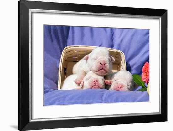 Newborn Bulldogs in Basket-Zandria Muench Beraldo-Framed Photographic Print