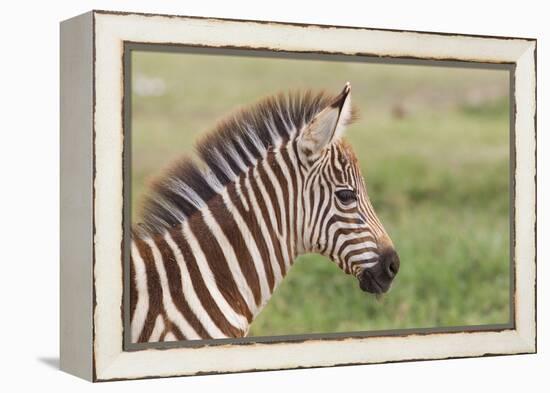 Newborn Colt Portrait, Day or Two Old, Ngorongoro, Tanzania-James Heupel-Framed Premier Image Canvas