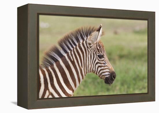 Newborn Colt Portrait, Day or Two Old, Ngorongoro, Tanzania-James Heupel-Framed Premier Image Canvas