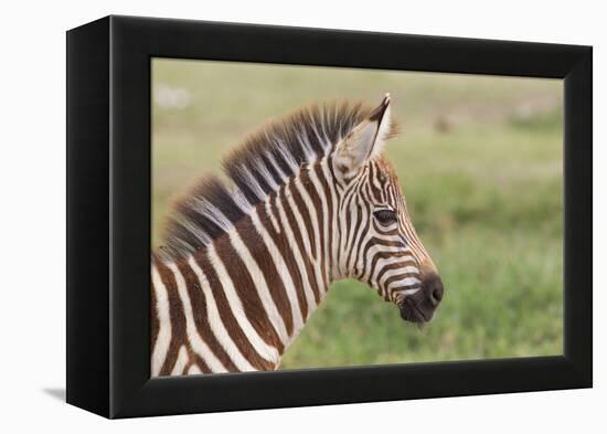 Newborn Colt Portrait, Day or Two Old, Ngorongoro, Tanzania-James Heupel-Framed Premier Image Canvas
