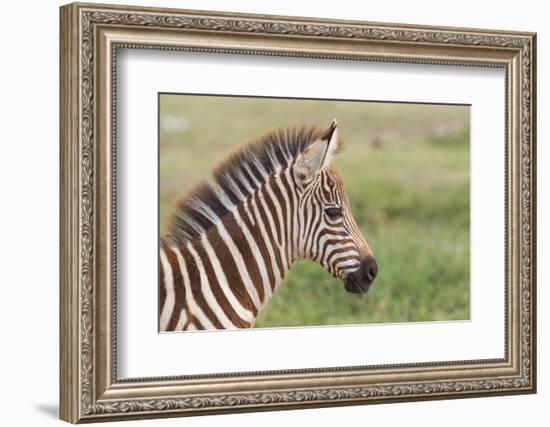 Newborn Colt Portrait, Day or Two Old, Ngorongoro, Tanzania-James Heupel-Framed Photographic Print