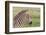 Newborn Colt Portrait, Day or Two Old, Ngorongoro, Tanzania-James Heupel-Framed Photographic Print