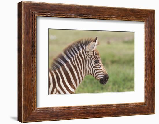 Newborn Colt Portrait, Day or Two Old, Ngorongoro, Tanzania-James Heupel-Framed Photographic Print