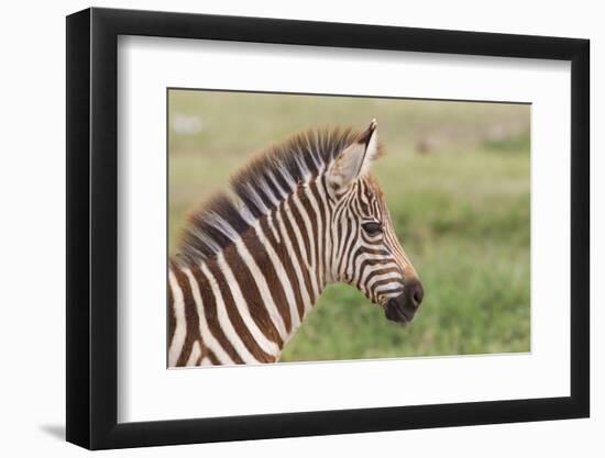 Newborn Colt Portrait, Day or Two Old, Ngorongoro, Tanzania-James Heupel-Framed Photographic Print