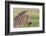 Newborn Colt Portrait, Day or Two Old, Ngorongoro, Tanzania-James Heupel-Framed Photographic Print