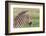 Newborn Colt Portrait, Day or Two Old, Ngorongoro, Tanzania-James Heupel-Framed Photographic Print