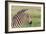 Newborn Colt Portrait, Day or Two Old, Ngorongoro, Tanzania-James Heupel-Framed Photographic Print