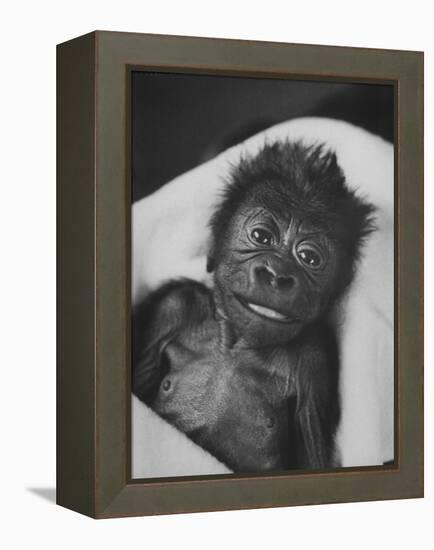 Newborn Gorilla Born in an Ohio Zoo Posing for a Picture-Grey Villet-Framed Premier Image Canvas