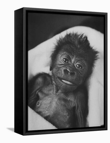 Newborn Gorilla Born in an Ohio Zoo Posing for a Picture-Grey Villet-Framed Premier Image Canvas