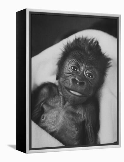 Newborn Gorilla Born in an Ohio Zoo Posing for a Picture-Grey Villet-Framed Premier Image Canvas