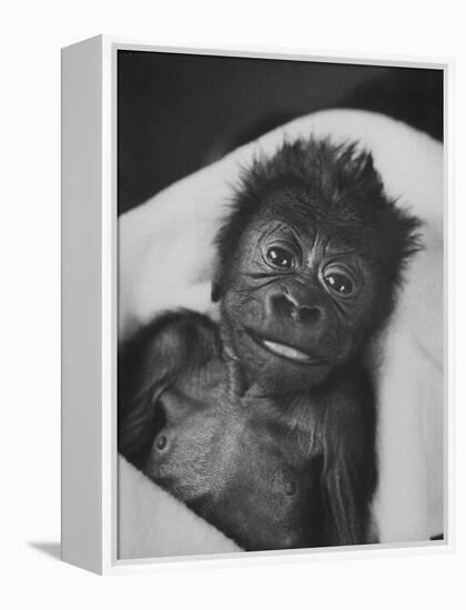 Newborn Gorilla Born in an Ohio Zoo Posing for a Picture-Grey Villet-Framed Premier Image Canvas