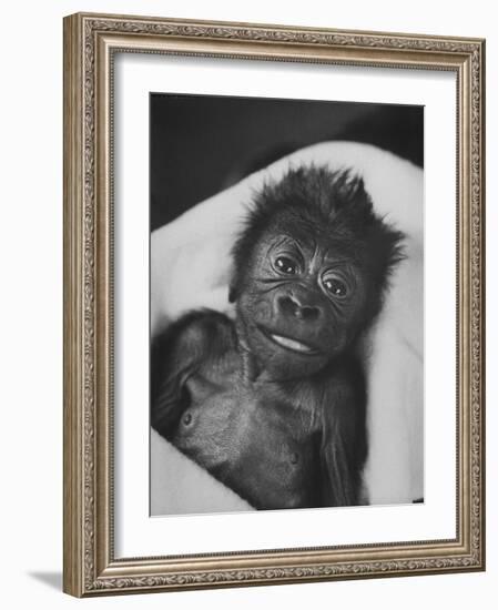 Newborn Gorilla Born in an Ohio Zoo Posing for a Picture-Grey Villet-Framed Photographic Print