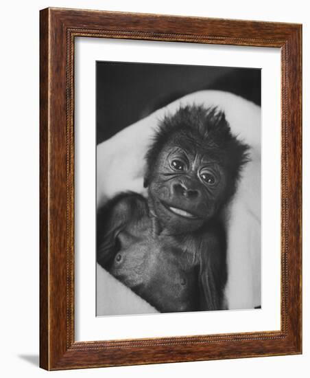 Newborn Gorilla Born in an Ohio Zoo Posing for a Picture-Grey Villet-Framed Photographic Print