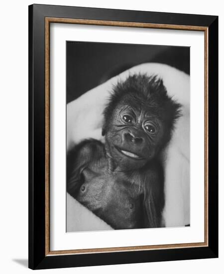 Newborn Gorilla Born in an Ohio Zoo Posing for a Picture-Grey Villet-Framed Photographic Print