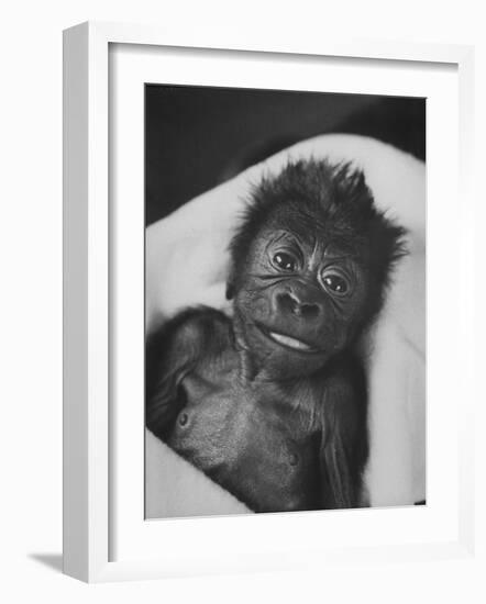 Newborn Gorilla Born in an Ohio Zoo Posing for a Picture-Grey Villet-Framed Photographic Print