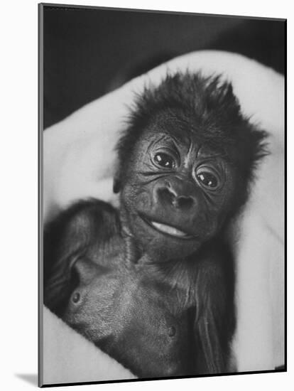 Newborn Gorilla Born in an Ohio Zoo Posing for a Picture-Grey Villet-Mounted Photographic Print