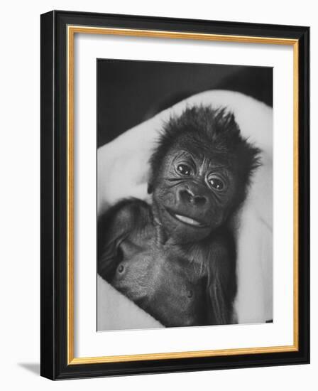 Newborn Gorilla Born in an Ohio Zoo Posing for a Picture-Grey Villet-Framed Photographic Print