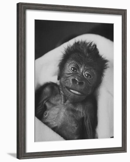 Newborn Gorilla Born in an Ohio Zoo Posing for a Picture-Grey Villet-Framed Photographic Print