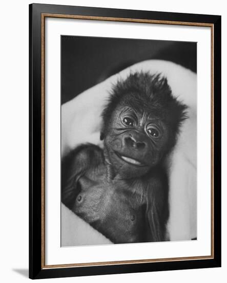 Newborn Gorilla Born in an Ohio Zoo Posing for a Picture-Grey Villet-Framed Photographic Print